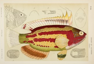 [Heteroscarus Macleayi / Macleay’s… Prodromus of the Zoology of Victoria