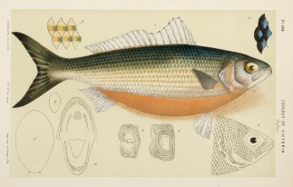 The Roughy [Australian Herring], Arripis… Prodromus of the Zoology of Victoria