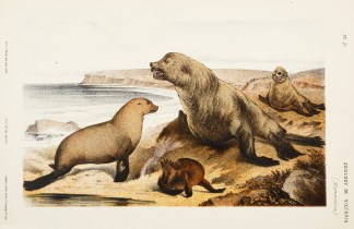 [Euotaria cinerea / The Australian Sea-B… Prodromus of the Zoology of Victoria