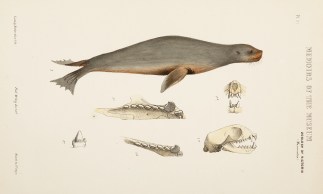 [Neophoca cinerea/Australian Sea-Bear or… Prodromus of the Zoology of Victoria