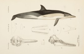 The Yellow-sided Dolphin [Common Dolphin], Delphinus novæ zealandiæ [Now Delphinus delphis]