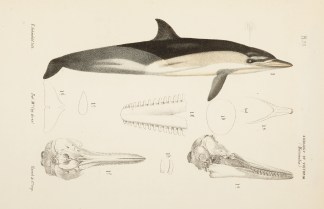 The Yellow-sided Dolphin [Common Dolphin… Prodromus of the Zoology of Victoria