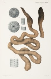 The Giant Earth-Worm [Giant Gippsland Earthworm], Megascolides australis