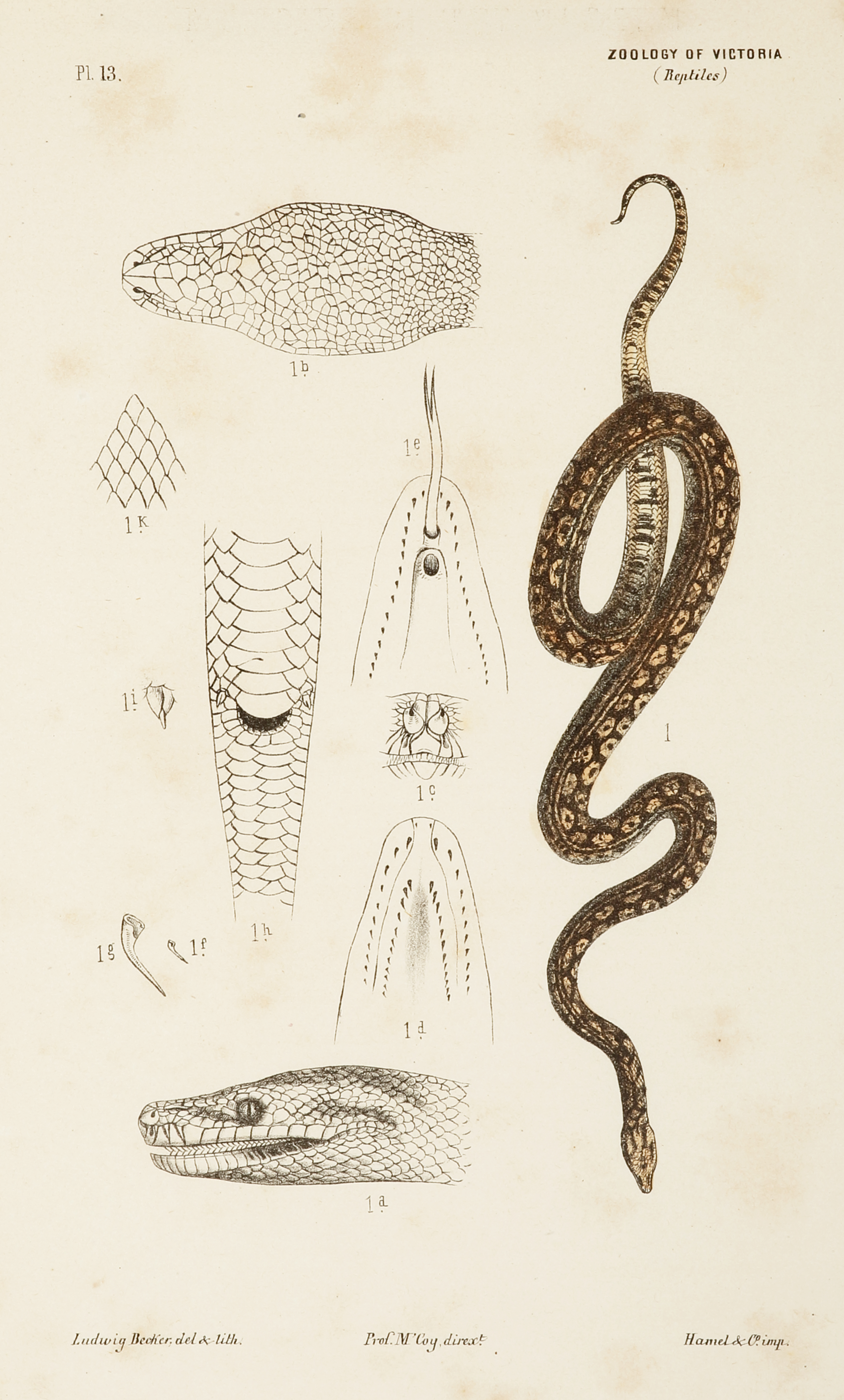 Carpet Snake, Morelia spilota variegata Gray - Antique Print from 1878