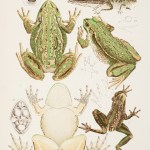 Amphibians