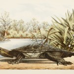 Reptiles - Turtles & Tortoises