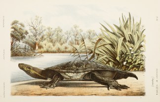 [Chelymys macquaria/The Murray Tortoise.… Prodromus of the Zoology of Victoria