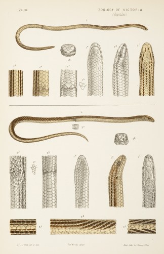 [Lialis Burtoni / Burton’s Lialis.… Prodromus of the Zoology of Victoria
