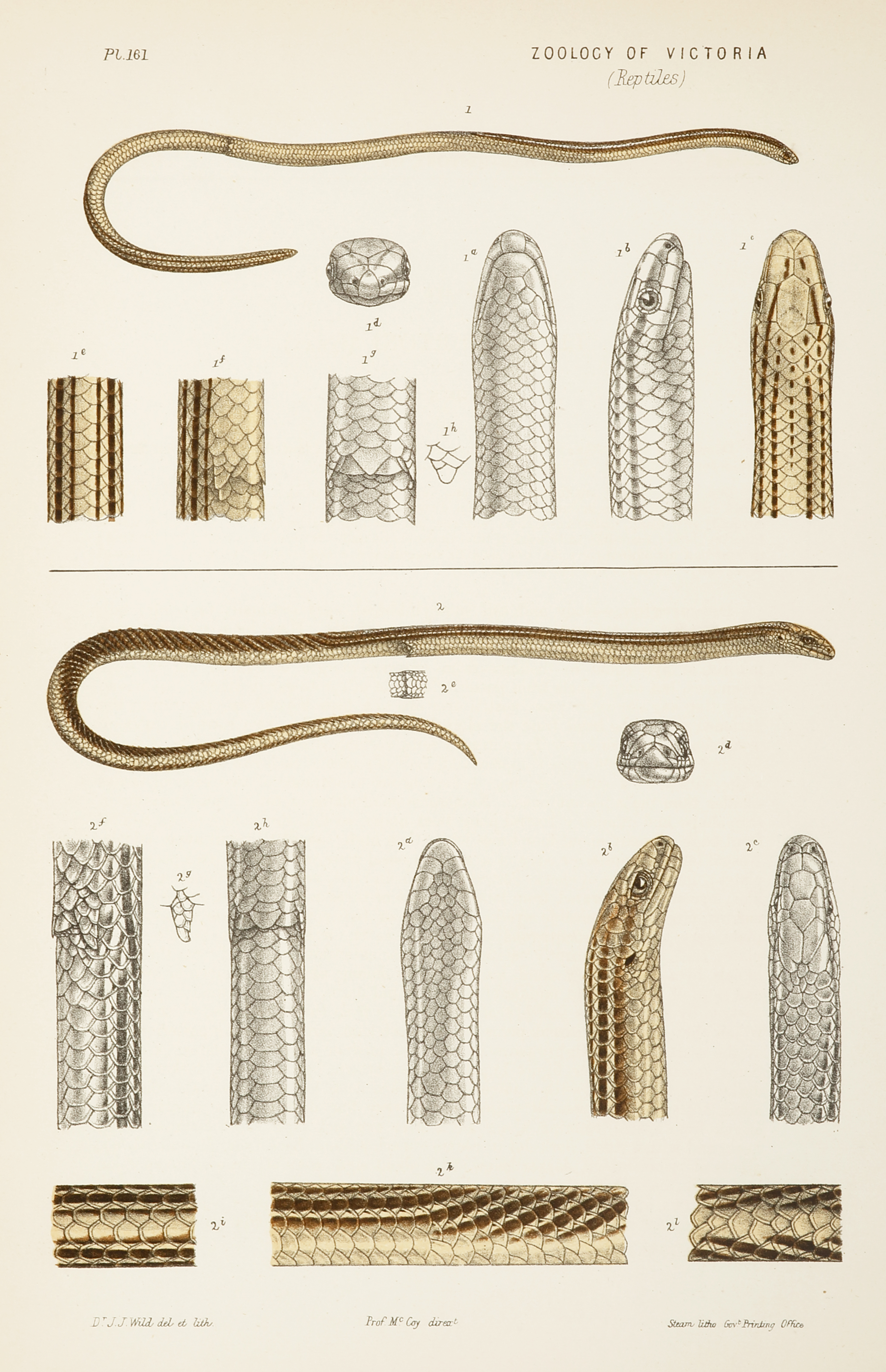 Burton's Lialis [Burton's Legless Lizard ], Lialis Burtoni - Antique Print from 1888