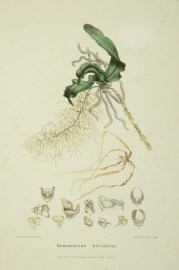 Sarcochilus Divitiflorus [Now Rhinerrhiza divitiflora] [Rasp root orchid]