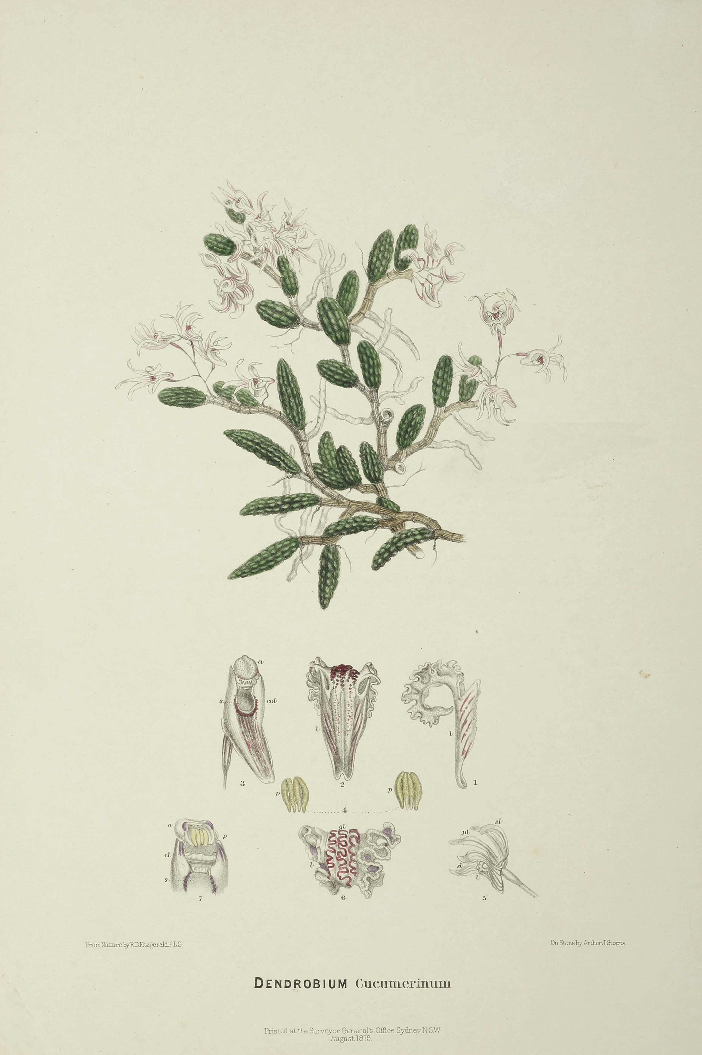 Dendrobium Cucumerinum [Cucumber orchid] - Antique Print from 1879
