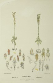 1. Pterostylis Mitchelli [Mitchell's rustyhood]. 2. Pterostylis Squamata [Mitchell's rustyhood]