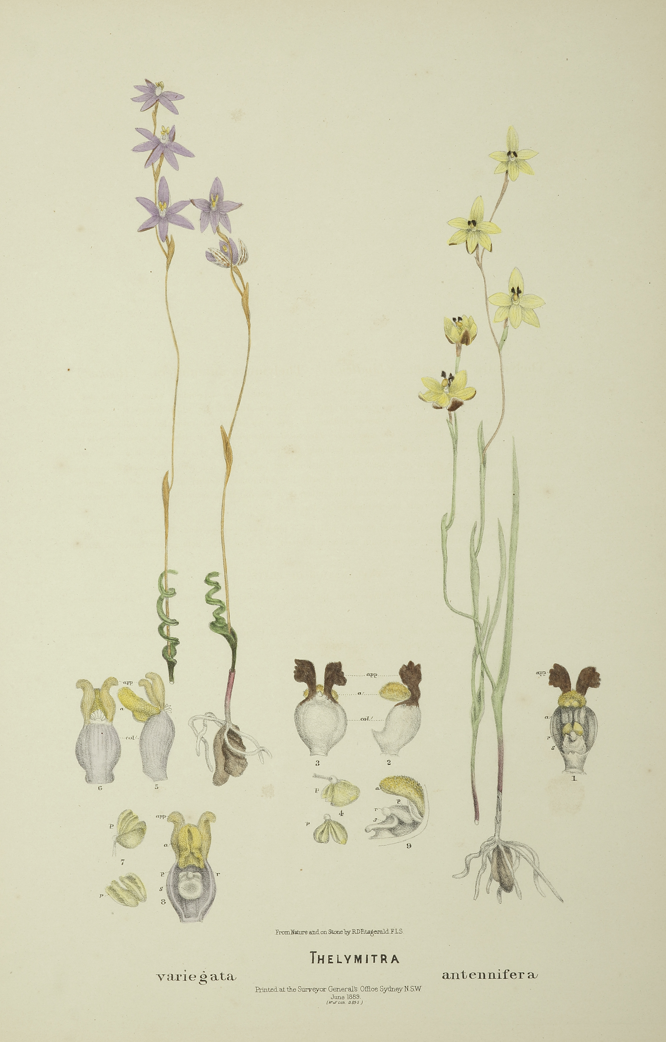 Thelymitra variegata [Queen of Sheeba], Thelymitra antennifera  [rabbit-eared sun orchid] | Antique Print Map Room