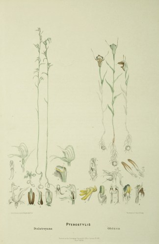 Pterostylis Daintreyana [Daintree’… Australian - Fitzgerald Orchids