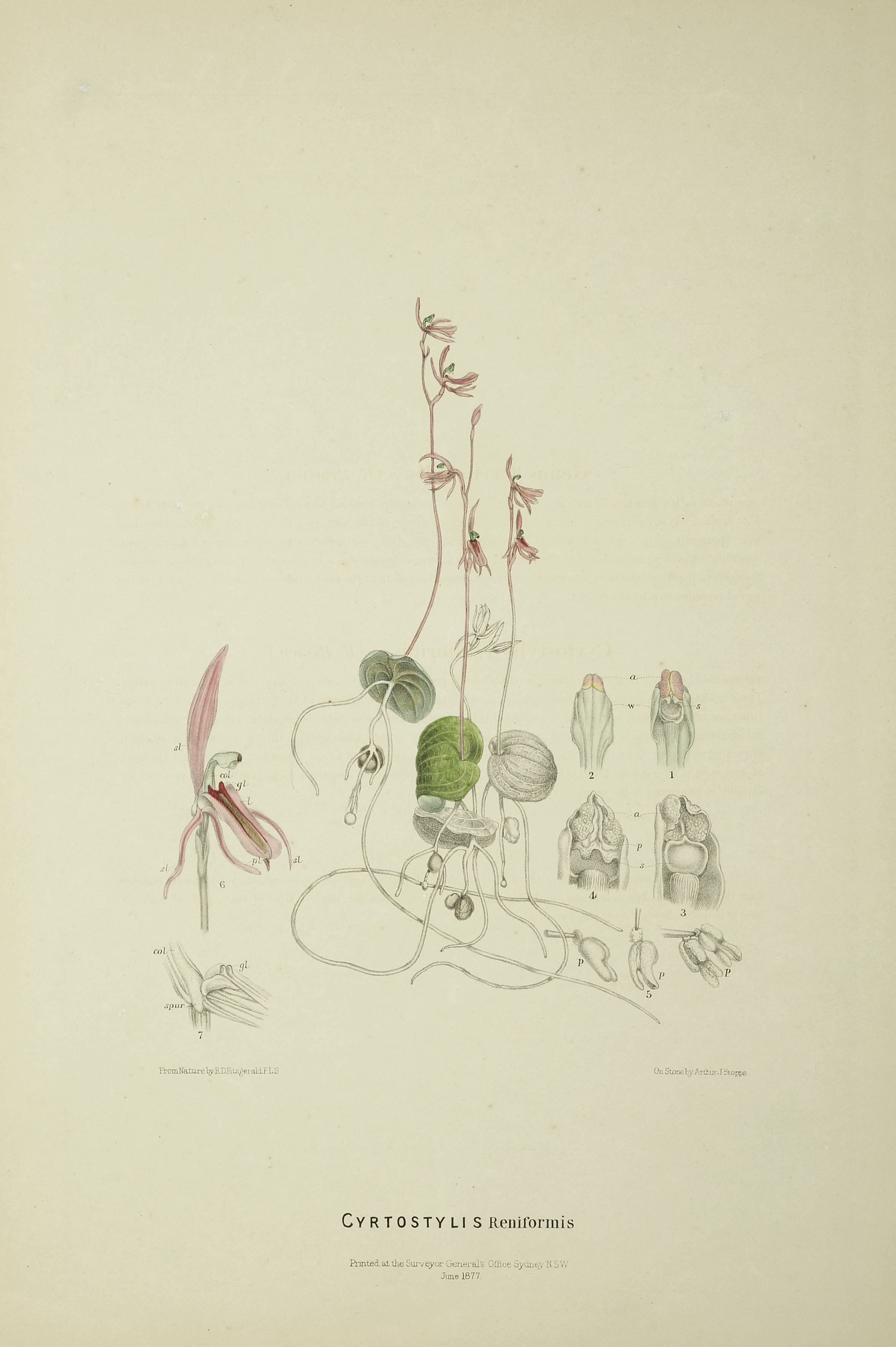 Cyrtostylis Reniformis - Antique Print from 1877