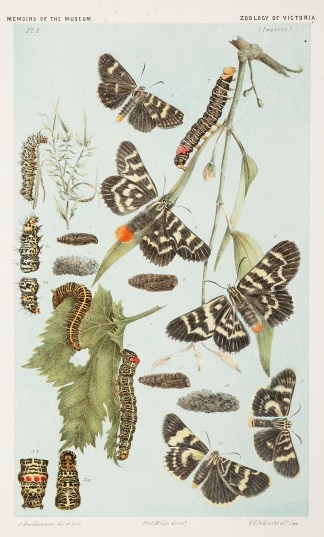 Figures 1-4. Lewin’s Day-moth [Gra… Prodromus of the Zoology of Victoria