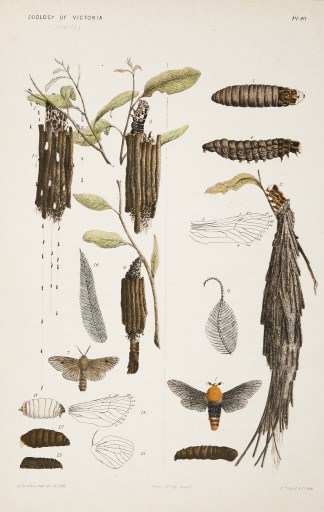 Figures 1-6. Saunders’ Case-Moth, … Prodromus of the Zoology of Victoria