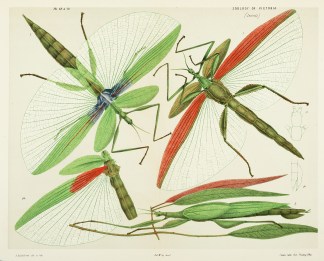 Figure 1. The Red-shouldered Phasma [Red… Prodromus of the Zoology of Victoria