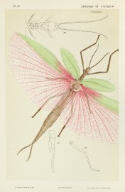 [Podacanthus typhon / Large Pink-winged Phasma.]
