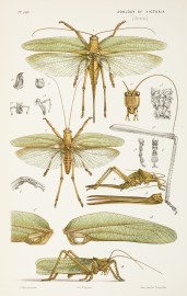 [Locusta Vigentissima/ The Great Green Gum-Tree Grasshopper.