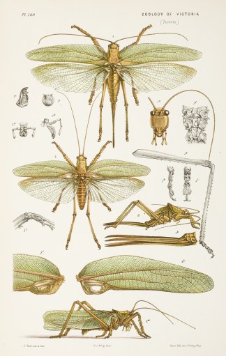 [Locusta Vigentissima/ The Great Green G… Prodromus of the Zoology of Victoria