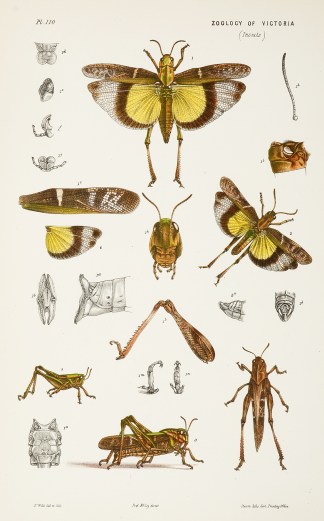 ] [Oedipoda Musica /Australian Yellow-wi… Prodromus of the Zoology of Victoria
