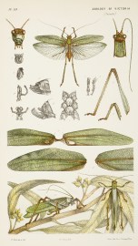 [Phaneroptera Valida / The Smaller Green Gum-Tree Grasshopper.]