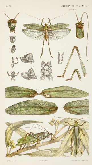 [Phaneroptera Valida / The Smaller Green… Prodromus of the Zoology of Victoria