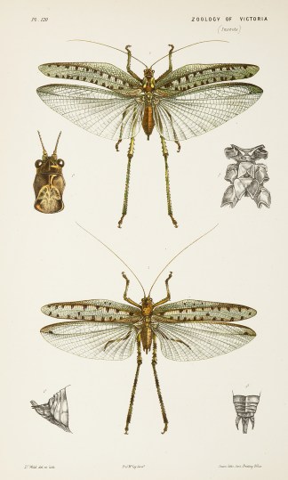 [Phaneroptera (Ephippitytha) Trigintiduo… Prodromus of the Zoology of Victoria