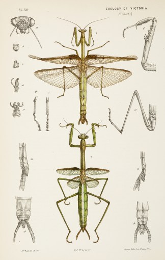 [Mantis Latistylus / The Broad-Styled Ma… Prodromus of the Zoology of Victoria