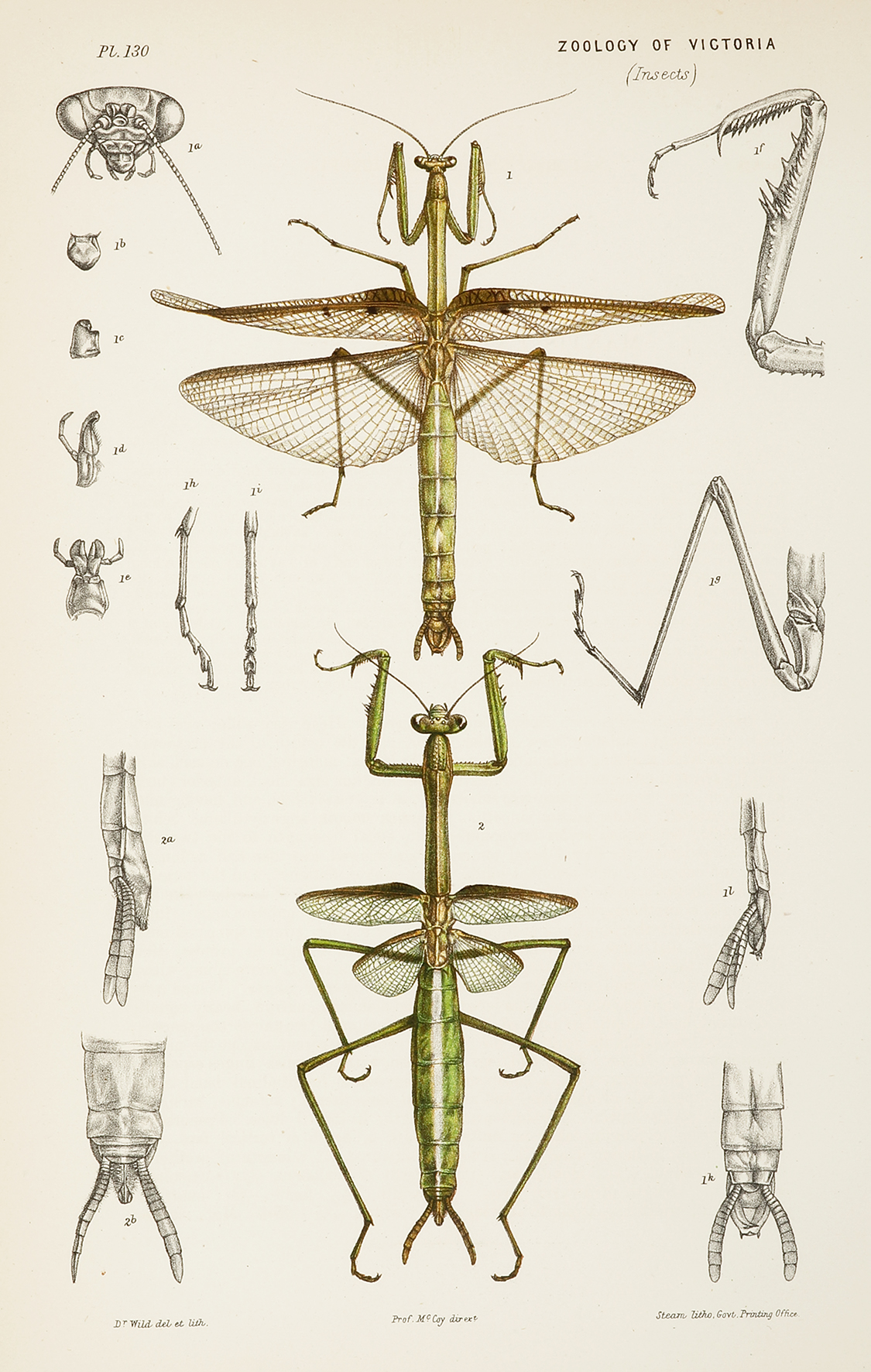 The Broad-Styled Mantis [Large Brown Mantis], Mantis Latistylus [Archimantis latistyla] - Antique Print from 1886