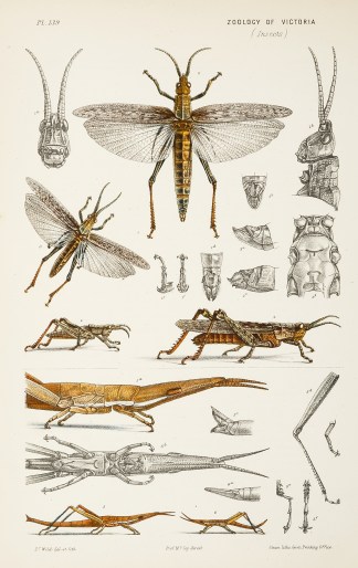 Opsomala Sordida / The Dusky Flat-Horned… Prodromus of the Zoology of Victoria