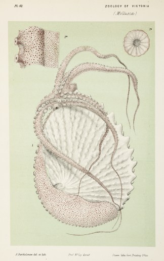 [Argonauta oryzata / The Tuberculated Ar… Prodromus of the Zoology of Victoria