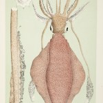 Molluscs - Calamari, Squid.... - McCoy's Zoology