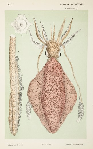 The Australian Tooth Cupped Cuttlefish [… Prodromus of the Zoology of Victoria