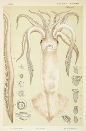 [Ommastrephes Gouldi / Gould's Squid.]