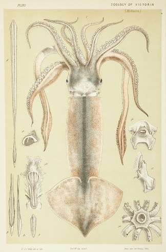 [Ommastrephes Gouldi / Gould’s Squ… Prodromus of the Zoology of Victoria