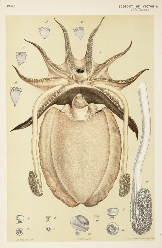 The Large Melbourne Sepia or Cuttle-fish… Prodromus of the Zoology of Victoria