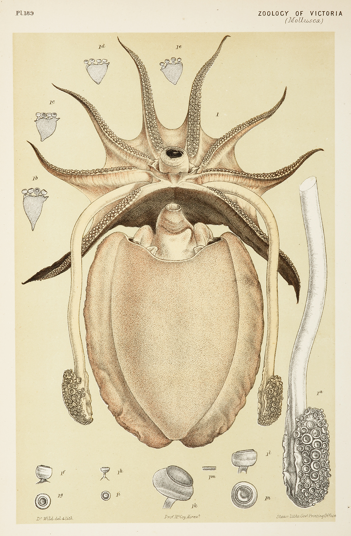 The Large Melbourne Sepia or Cuttle-fish [Giant Cuttlefish], Sepia apama - Antique Print from 1889