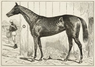 Commotion, Winner of the Champion Stakes… Equestrian