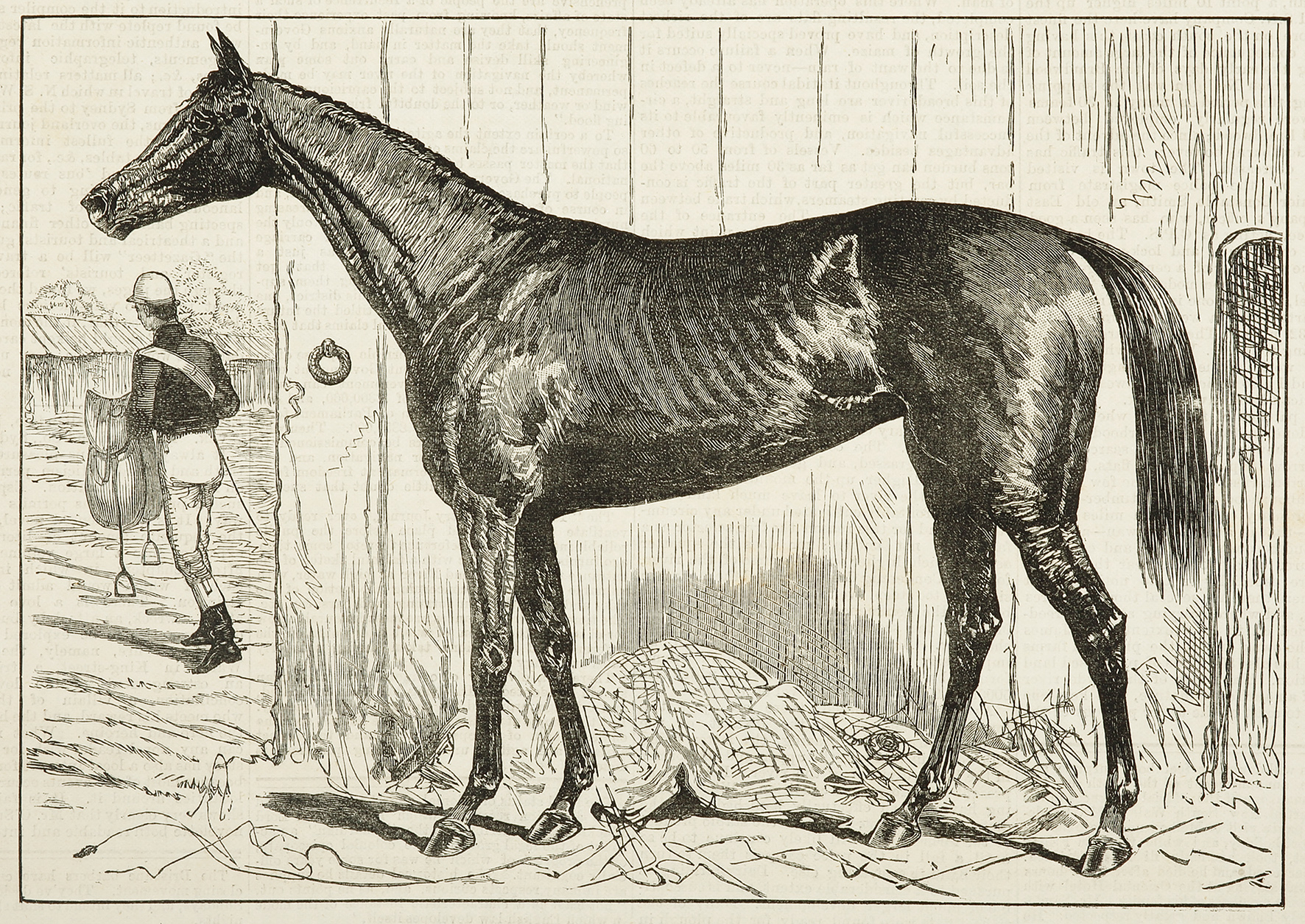 Commotion, Winner of the Champion Stakes. - Antique Print from 1883