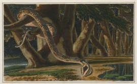 Great Boa. [Boa Constrictor]