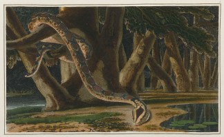 Great Boa. [Boa Constrictor] Reptiles & Amphibians