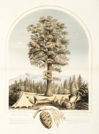 Wellingtonia Gigantea, Lindl. [Giant Redwood]