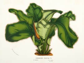 Hymenodium Crinitum [West Indian Tongue-Fern]
