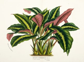 Maranta warscewiczii Hortul. [Prayer Pla… General / Global