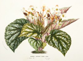 Begonia Xanthino – Rubro – Venia. World - Nonindigenous General Begonia Xanthino - Rubro - Venia.