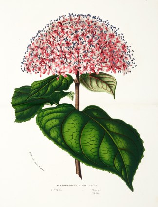 Clerodendron Bungei Steud. [Glory Flower… General / Global