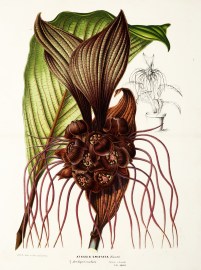 Ataccia Cristata Kunth [Black Bat Flower] World - Nonindigenous General