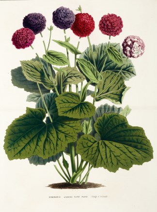 Cineraria Hybrida Flore Pleno.[ Cinerari… General / Global